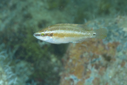 Ocellated wrasse (Symphodus ocellatus) — Labridae — 5