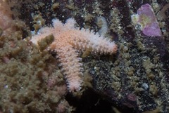 Allostichaster capensis