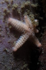 Allostichaster capensis
