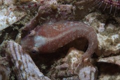 Apletodon pellegrini