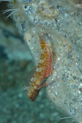 Red-Black Triplefin photo 4