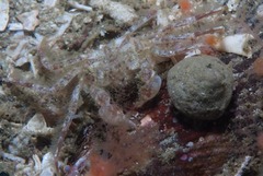 Hymenosoma orbiculare