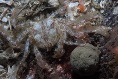 Hymenosoma orbiculare