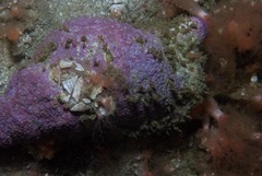 Leptophytum acervatum