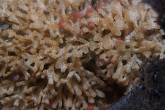 Gigantopora polymorpha