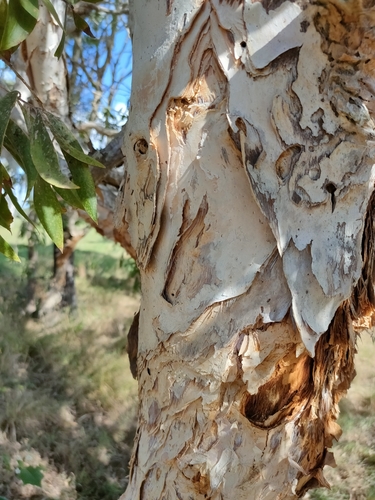 Image of Melaleuca dealbata by (c) Tony van Kampen, some rights reserved (CC BY)