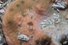 Calyptotheca