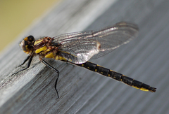 Phanogomphus borealis