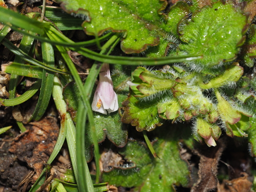 Mazus celsioides