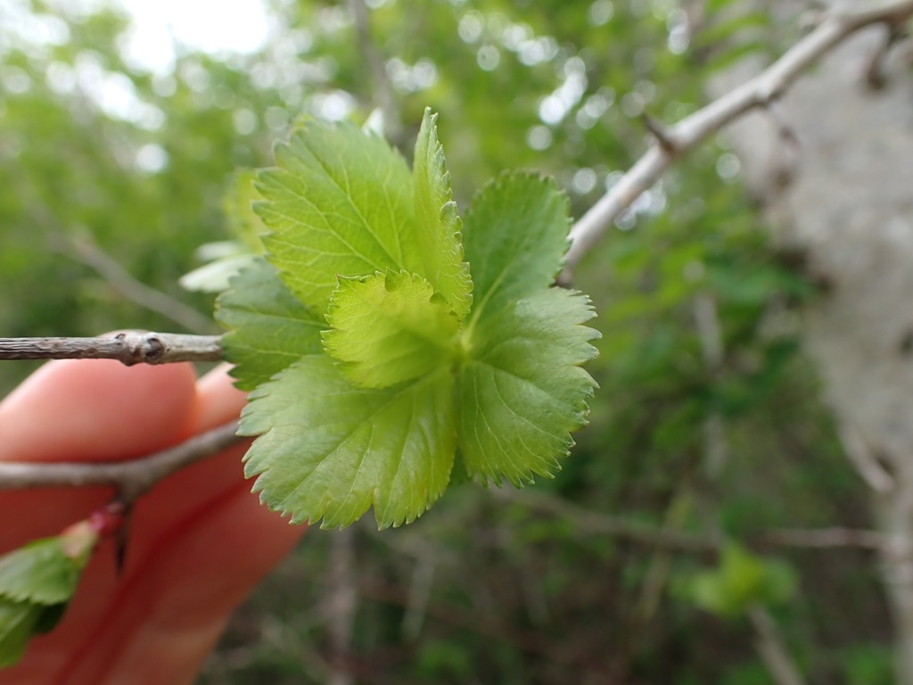 Crataegus gaylussacia; photograph author not stated, no rights reserved