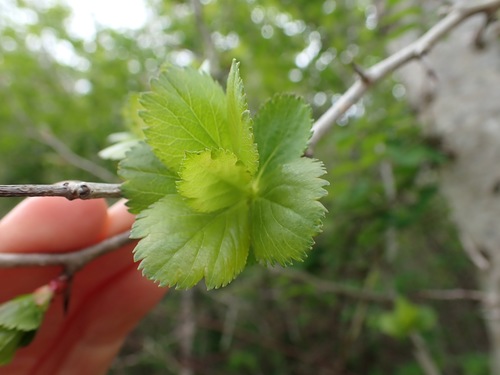 Image of Crataegus gaylussacia by no rights reserved