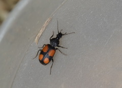 Panagaeus bipustulatus