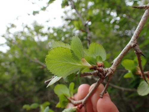 Image of Crataegus gaylussacia by no rights reserved