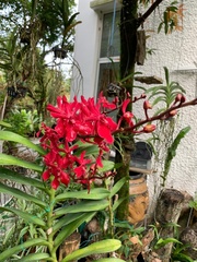 Renanthera