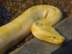 Python bivittatus bivittatus