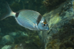 Two-banded seabream