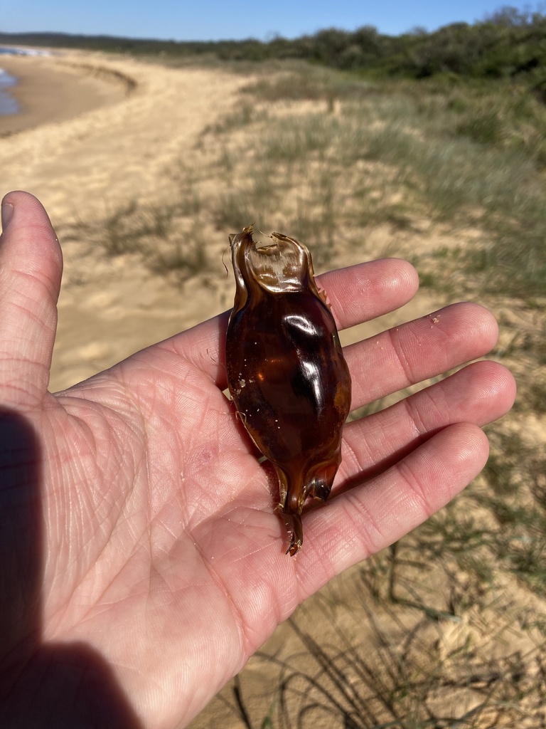 Collared carpetshark (Parascyllium collare) — Parascylliidae