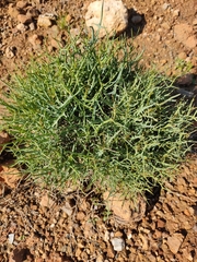 Launaea lanifera