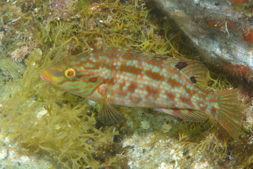 Five-spotted Wrasse, 80077 Ischia NA, Italia, photo 9 of 10