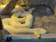Python bivittatus bivittatus