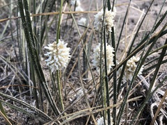 Lomandra leucocephala