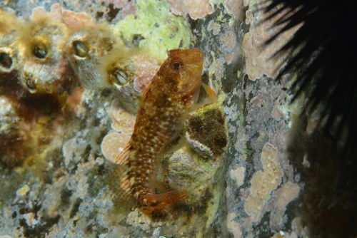 Zvonimir's blenny (Parablennius zvonimiri) — Blenniidae — 5
