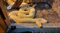 Python bivittatus bivittatus