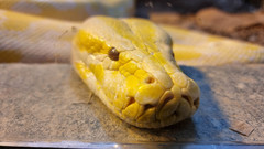 Python bivittatus bivittatus