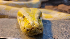 Python bivittatus bivittatus