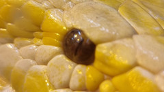 Python bivittatus bivittatus