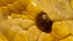 Python bivittatus bivittatus