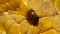 Python bivittatus bivittatus