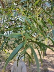 Acacia leiocalyx herveyensis