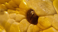 Python bivittatus bivittatus