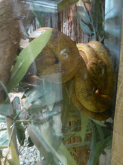 Morelia viridis