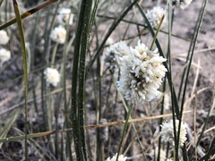 Lomandra leucocephala