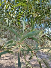 Acacia leiocalyx herveyensis