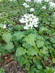 Pachyphragma macrophyllum