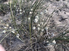 Lomandra leucocephala