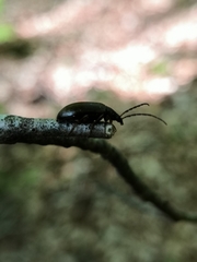 Gonodera luperus