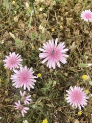 Crepis rubra