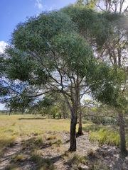 Acacia leiocalyx herveyensis