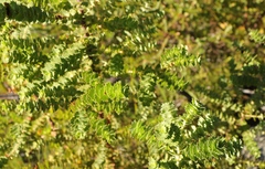 Cliffortia reniformis