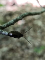 Gonodera luperus
