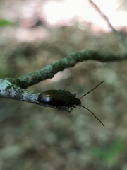 Gonodera luperus