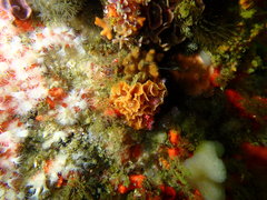 Parazoanthus capensis