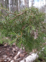 Juniperus communis