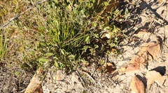 Osteospermum pyrifolium