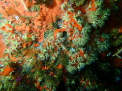 Parazoanthus capensis