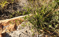 Osteospermum pyrifolium